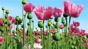 5歲男童一眼認出路邊種的花朵，就是特洛伊罌粟。（圖／翻攝自X）