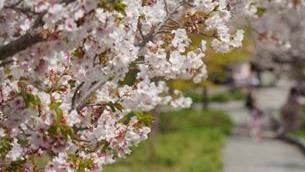 櫻花盛宴來襲　福壽山農場千櫻園開放訂宿