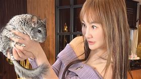 王宥忻家中的龍貓有特殊空調伺候圖／讀者提供提供）