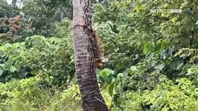 躲椰子樹上! 果農採收驚見綠鬣蜥 跳樹逃生