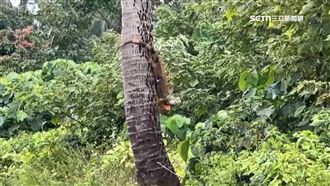 躲椰子樹！果農採收驚見綠鬣蜥　跳樹逃生