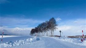 北海道，美瑛町，「白樺樹林」，熱門景點，14日砍除，亂象多，(圖／讀者提供)