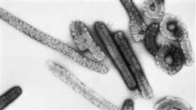 馬堡病毒。（圖／翻攝自維基百科）