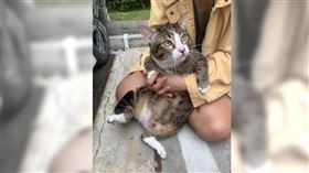 8.5公斤虎斑貓6樓重摔砸壞汽車竟毫髮無傷　網傻眼：剩8條命