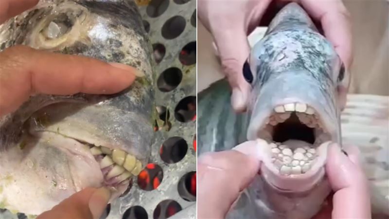 阿嬤買到「人牙魚」！家人狂嗑、孫女嚇壞