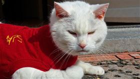 寵物保暖、貓狗 示意圖／pixabay