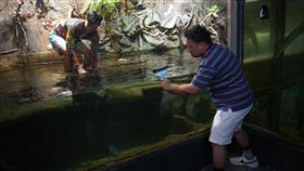 八弟下水清洗鱷魚的家，洗到一半落荒而逃，因為想到妻兒就突然很怕死。（圖／公視台語台提供）