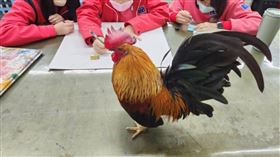 桃園市立八德國中有一位特殊的「副校長」，牠不是人，而是一隻深受師生喜愛的校雞「阿福」。這位校園明星不僅陪伴著學生成長，還成為生命教育的重要象徵。然而，隨著2個多月前康芮颱風的來襲，副校長阿福神秘失蹤至今，讓全校師生萬分惋惜。