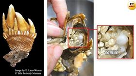 蚵棚保麗龍潮間帶殺手　佛手貝藏發泡粒球