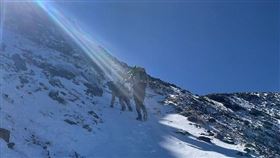 高山降雪 雪霸主峰步道積雪達30公分雪霸國家公園管理處18日指出，有山友17日在雪山主峰步道發現積雪約8至10公分，其中雪山圈谷地區積雪約15公分，主峰步道的10.5公里處積雪約達30公分。圖為山友登山畫面。（李孟樵提供）中央社記者魯鋼駿傳真 114年1月18日