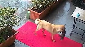 狗媽媽雨中叼垂死寶寶求助獸醫　揪心照曝