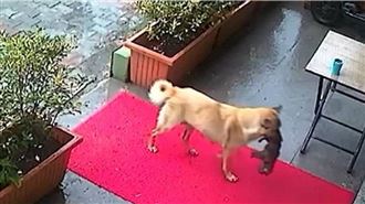 狗媽媽雨中叼垂死寶寶求助獸醫　揪心照曝