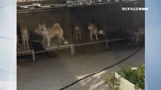 毛孩煉獄藏社區　遭控霸佔公設養80隻狗貓