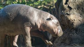 台北市立動物園增加新成員了，來自新加坡動物園雄性侏儒河馬「Thabo」。（圖／台北市立動物園提供）