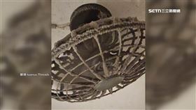 吊燈、風扇「長毛」　民眾批網紅咖啡廳:灰塵恐掉