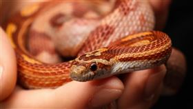 蛇。（圖／pexels）