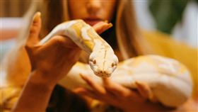 蛇,黃金蟒。（圖／翻攝pexels）