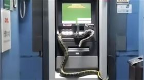 ATM,黑眉,新埔,郵局,蛇年（圖／翻攝畫面）
