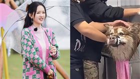 陳喬恩心疼「艾特」洗澡被封嘴。（圖／翻攝自IG、微博）