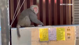 捍衛黑輪！阿嬤「亮槍」趕猴　顧客驚呼：姿勢專業