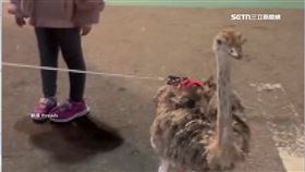 驚喜！逢甲夜市見鴕鳥逛大街　民眾圍觀搶拍照