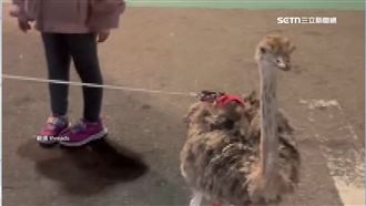 驚喜！逢甲夜市見鴕鳥逛大街　民眾搶拍照