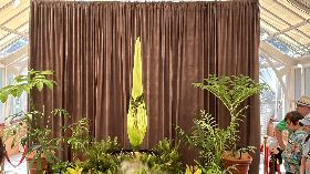 睽違15年 雪梨皇家植物園的「屍花」