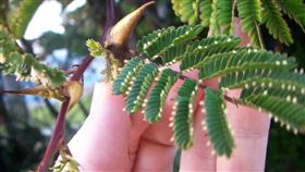 貝氏體為部分品種金合歡葉片上的小囊泡。（圖／翻攝自維基百科）