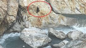 黃姓男子與楊姓、邱姓友人18日前往南橫轆轆溫泉一帶登山，黃男19日獨自溯溪前往凱翁峽谷空拍景點，不料遇上溪水暴漲，黃躲在岩壁石縫中求救，台東縣消防局於20日獲報前往救援遇阻，今天（21日）上午空勤直升機尋獲黃男，順利完成吊掛救援。