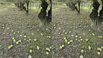 嘉義6.4強震「萬斤蜜棗」落果！老闆落淚