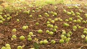 年節禮盒出不了! 台南蜜棗園滿地落果損失百萬