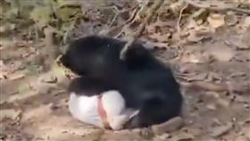 野熊,咬人,印度(圖/翻攝X平台)