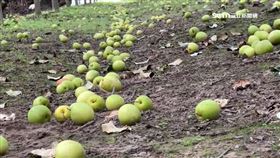 強震毀果園！楊桃、棗子震掉滿地　果農：心在淌血
地震,棗子,楊桃,玉井,楠西,台南