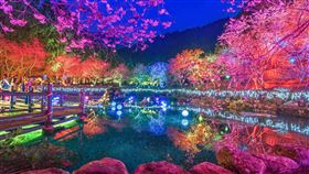 全台兩大櫻花祭強強聯手(圖/豐趣科技提供)