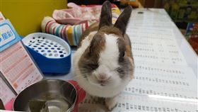 招財貓、旺來狗、進寶兔太神了！寵物助攻彩券行百萬傳奇（圖／台彩提供）