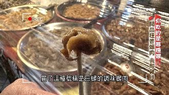 影／福壽螺詐騙！冒充田螺驗DNA現形