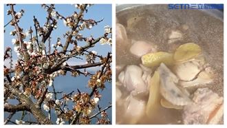 楠西梅花季開跑！賞「梅」景大啖梅子雞湯