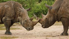 ▲犀牛（示意圖／翻攝自pixabay）