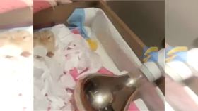 取暖燈,小雞,烤雞,火災,中國（圖／翻攝自微博）