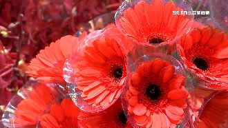 過年買花添喜氣！菊花、百合人氣高