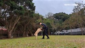 汪汪隊！桃園警犬隊成軍　協助警方緝毒、防爆勤務