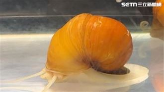 影／越南福壽螺疑走私輸台　活體偷改名