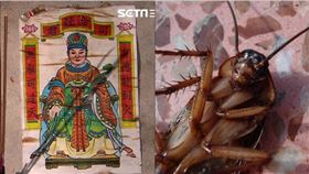 中國神話學家袁珂說，古人形容的灶神形象是紅殼蟑螂。（示意圖／Pixabay）