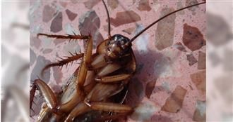 摩鐵休息…蟑螂爬屁股！他嚇到掉髮患PTSD