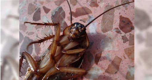 摩鐵休息…蟑螂爬屁股！他嚇到掉髮患PTSD