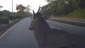 小鹿亂撞！水鹿衝進台74線車道與轎車相撞