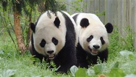 旅美熊貓寶力和青寶（翻攝自微博）