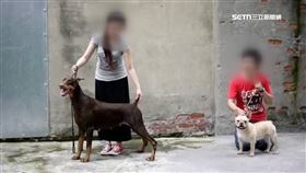 火燒車夫妻檔曾是馴犬師！指導師嘆：他們很肯學