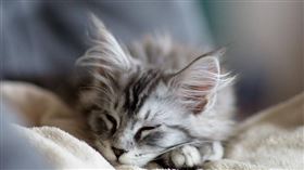 命理生肖專家曼樺老師分析，1月26日至2月1日十二生肖運勢。（示意圖／pixabay）