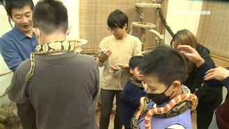 有蛇咖啡廳！大蛇小蛇聚一堂　顧客爭相賭